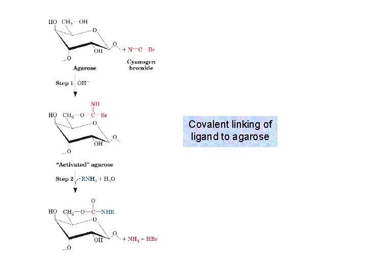 Covalent linking of ligand to agarose 