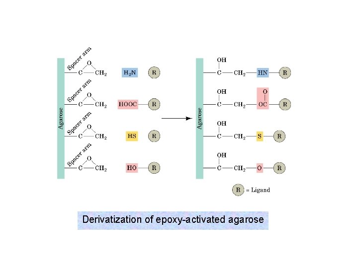 Derivatization of epoxy-activated agarose 