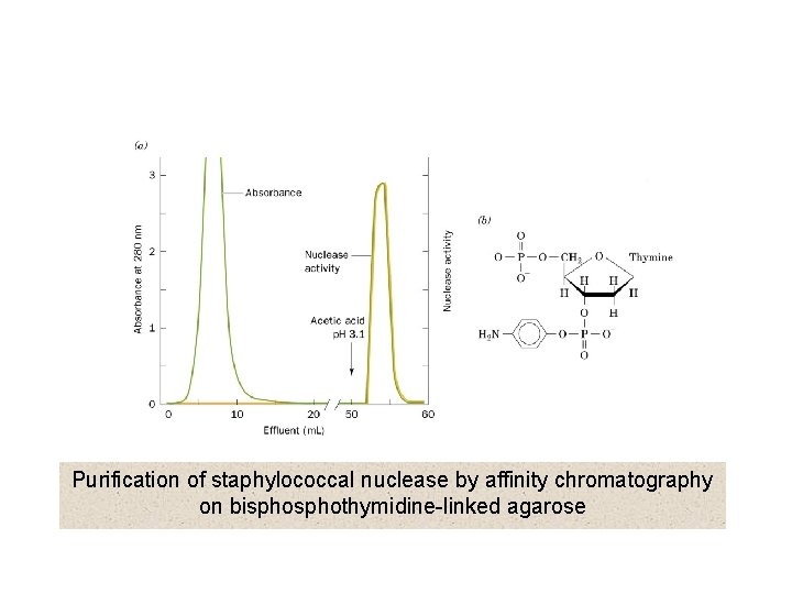 Purification of staphylococcal nuclease by affinity chromatography on bisphothymidine-linked agarose 