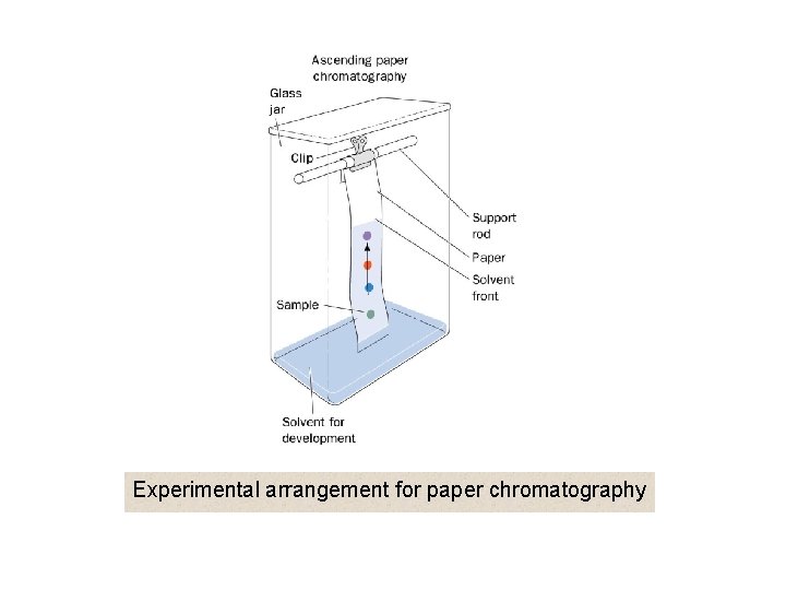 Experimental arrangement for paper chromatography 