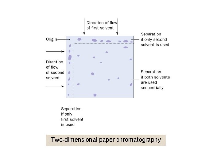 Two-dimensional paper chromatography 