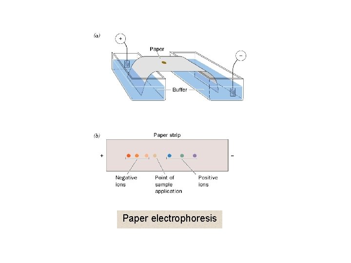 Paper electrophoresis 