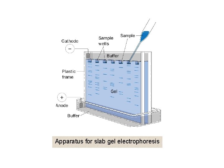Apparatus for slab gel electrophoresis 