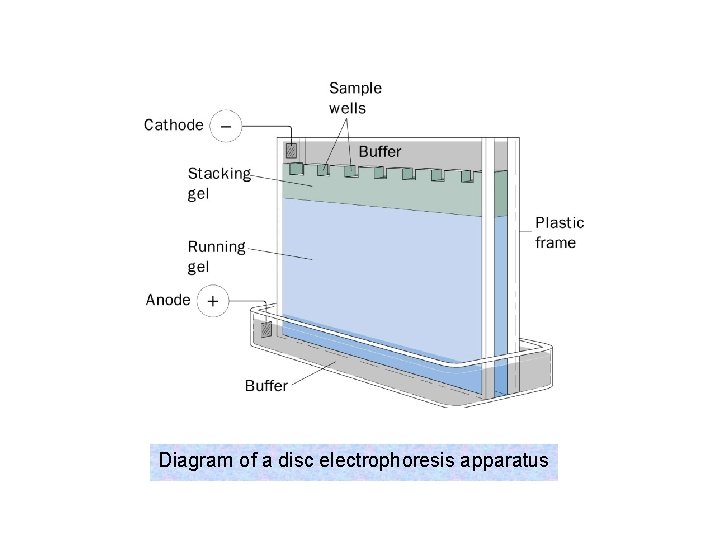 Diagram of a disc electrophoresis apparatus 