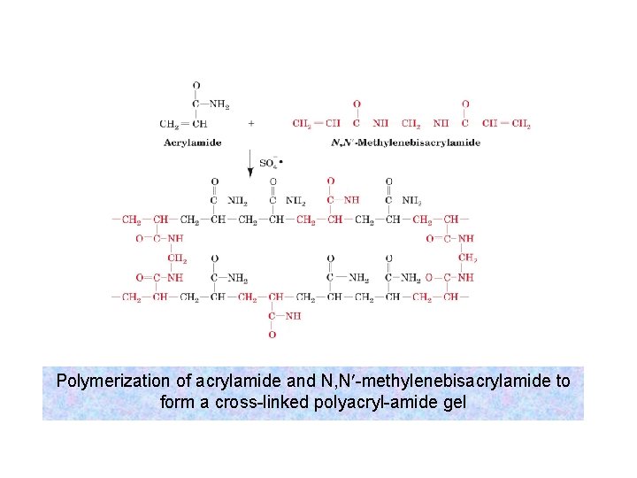 Polymerization of acrylamide and N, N¢-methylenebisacrylamide to form a cross-linked polyacryl-amide gel 