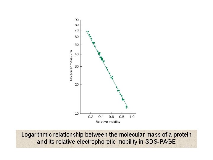 Logarithmic relationship between the molecular mass of a protein and its relative electrophoretic mobility