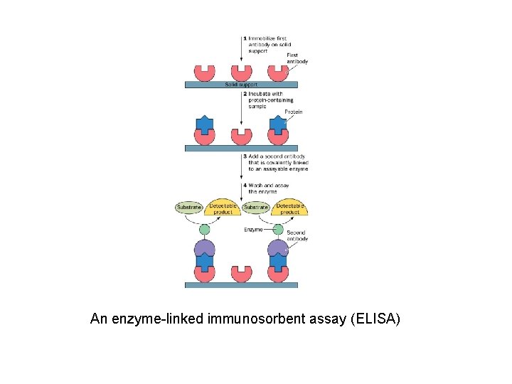 An enzyme-linked immunosorbent assay (ELISA) 