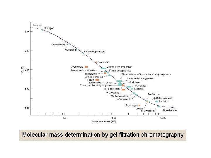 Molecular mass determination by gel filtration chromatography 