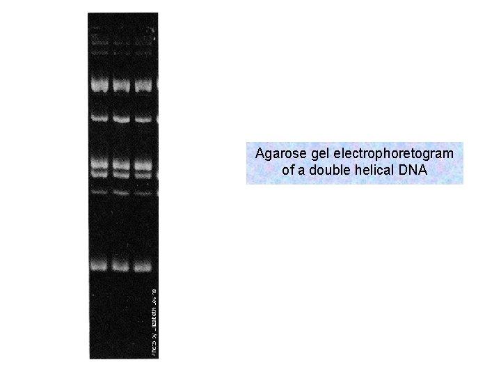 Agarose gel electrophoretogram of a double helical DNA 