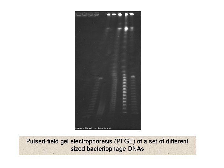 Pulsed-field gel electrophoresis (PFGE) of a set of different sized bacteriophage DNAs 