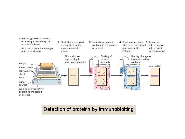 Detection of proteins by immunoblotting 