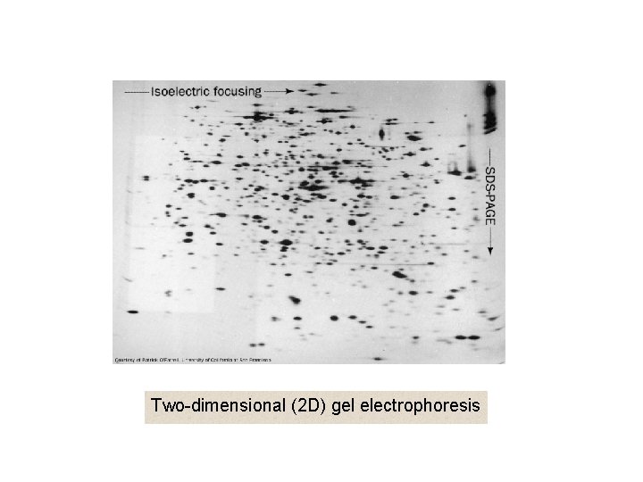 Two-dimensional (2 D) gel electrophoresis 