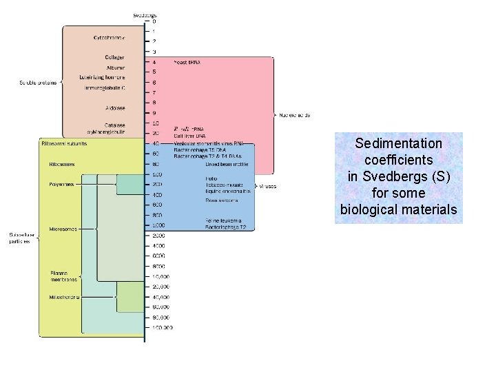 Sedimentation coefficients in Svedbergs (S) for some biological materials 