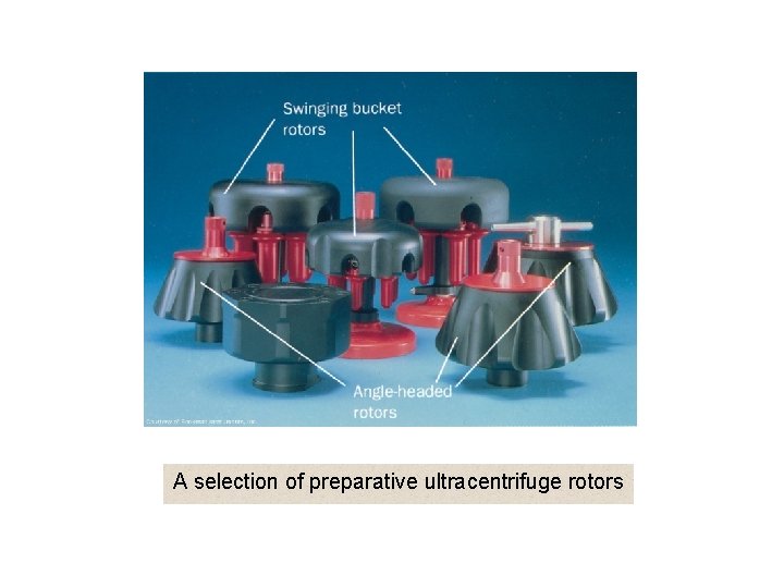 A selection of preparative ultracentrifuge rotors 