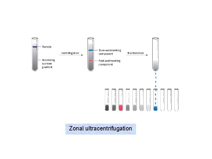 Zonal ultracentrifugation 