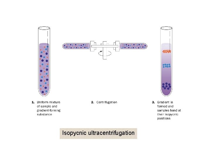 Isopycnic ultracentrifugation 