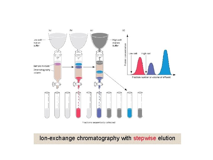 Ion-exchange chromatography with stepwise elution 