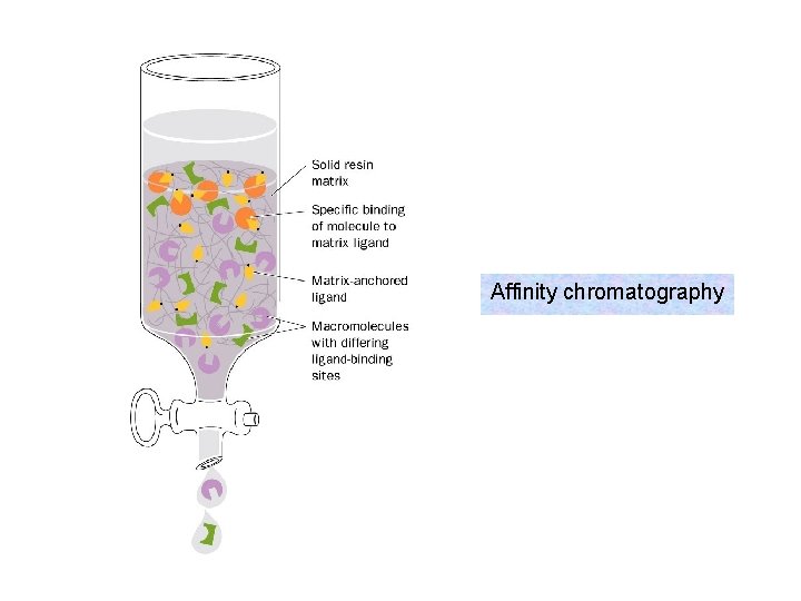 Affinity chromatography 