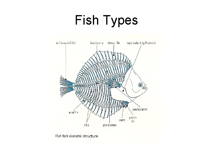 Fish Types 