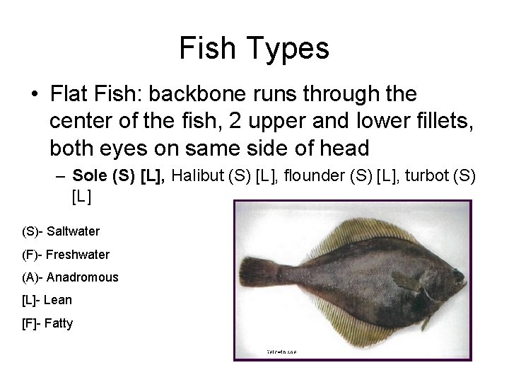 Fish Types • Flat Fish: backbone runs through the center of the fish, 2