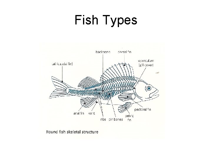 Fish Types 