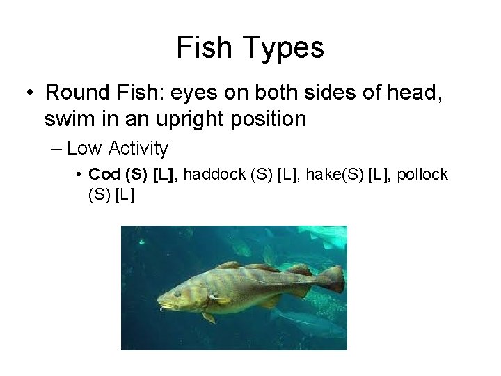 Fish Types • Round Fish: eyes on both sides of head, swim in an