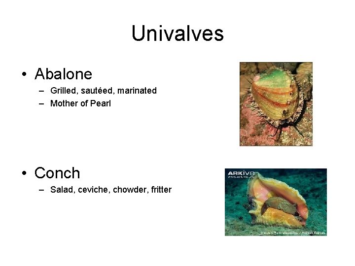 Univalves • Abalone – Grilled, sautéed, marinated – Mother of Pearl • Conch – Univalves • Abalone – Grilled, sautéed, marinated – Mother of Pearl • Conch –