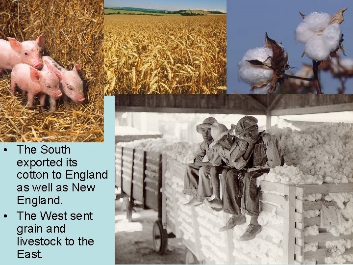  • The South exported its cotton to England as well as New England.