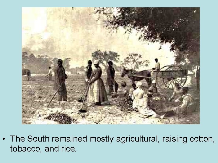  • The South remained mostly agricultural, raising cotton, tobacco, and rice. 