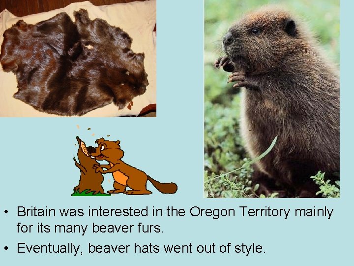  • Britain was interested in the Oregon Territory mainly for its many beaver