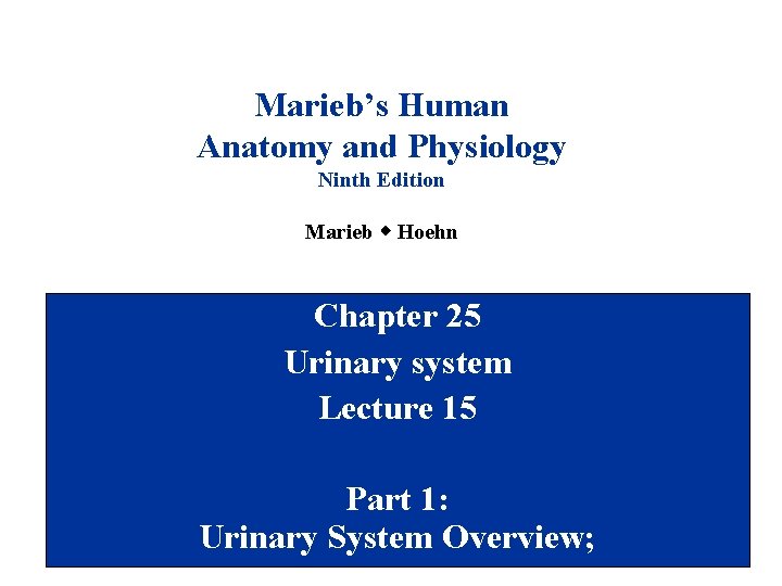 Marieb’s Human Anatomy and Physiology Ninth Edition Marieb w Hoehn Chapter 25 Urinary system