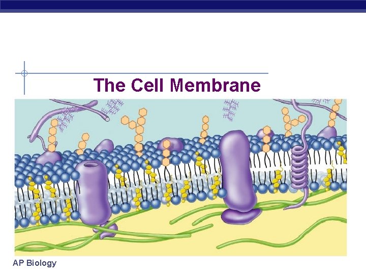 The Cell Membrane AP Biology 