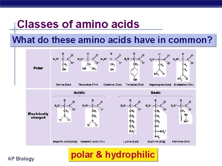 Classes of amino acids What do these amino acids have in common? AP Biology
