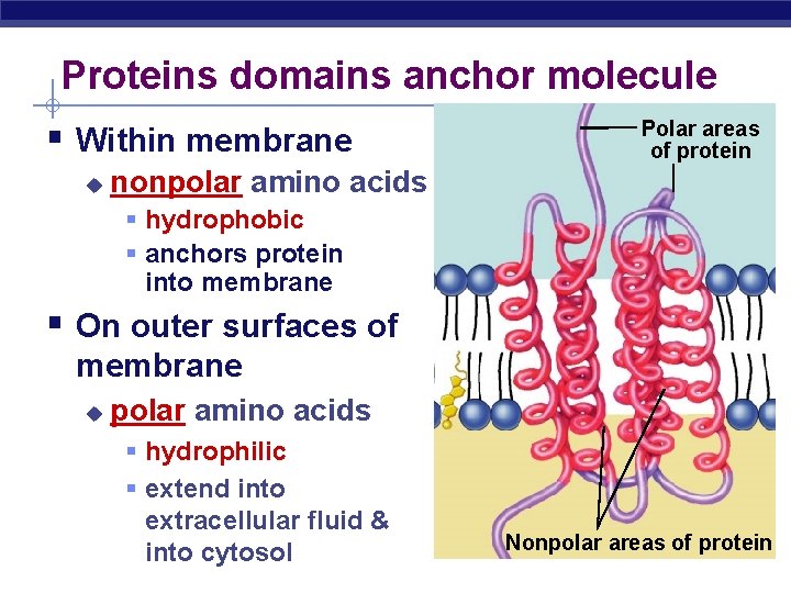 Proteins domains anchor molecule § Within membrane u Polar areas of protein nonpolar amino