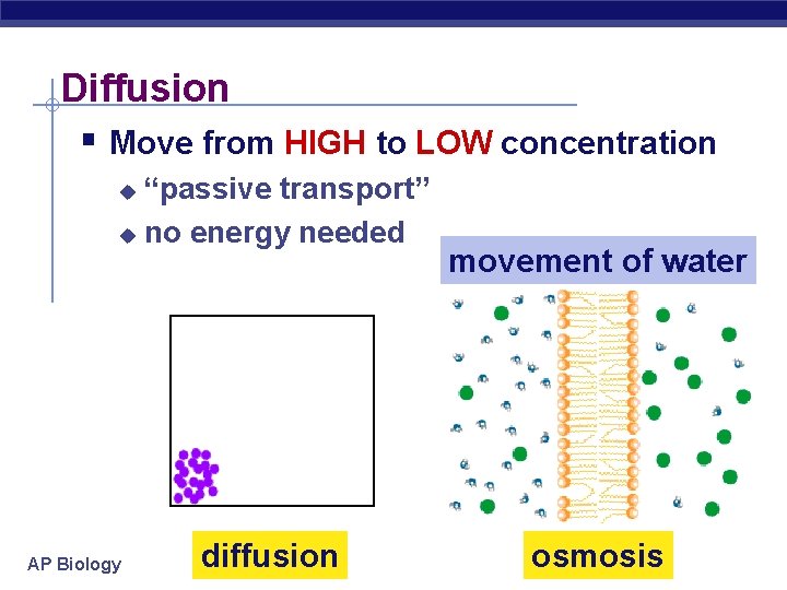 Diffusion § Move from HIGH to LOW concentration “passive transport” u no energy needed