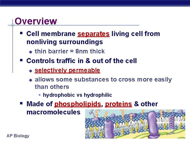 Overview § Cell membrane separates living cell from nonliving surroundings u thin barrier =