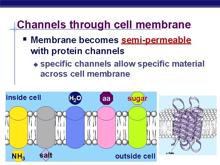 Channels through cell membrane § Membrane becomes semi-permeable with protein channels u specific channels