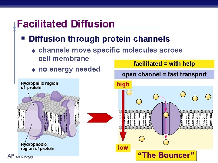 Facilitated Diffusion § Diffusion through protein channels u u channels move specific molecules across