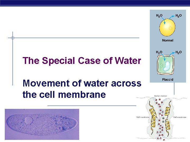 The Special Case of Water Movement of water across the cell membrane AP Biology