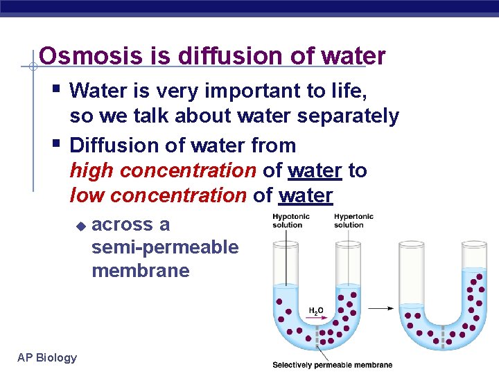 Osmosis is diffusion of water § Water is very important to life, § so