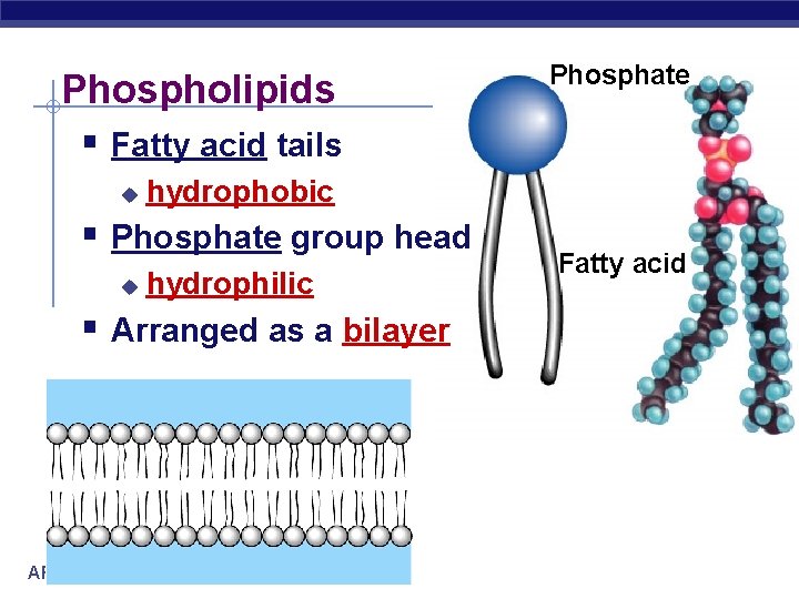 Phospholipids § Fatty acid tails u hydrophobic § Phosphate group head u hydrophilic §