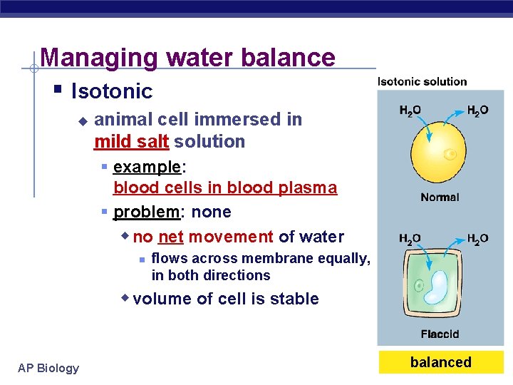 Managing water balance § Isotonic u animal cell immersed in mild salt solution §