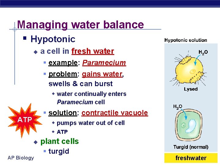 Managing water balance § Hypotonic u a cell in fresh water § example: Paramecium