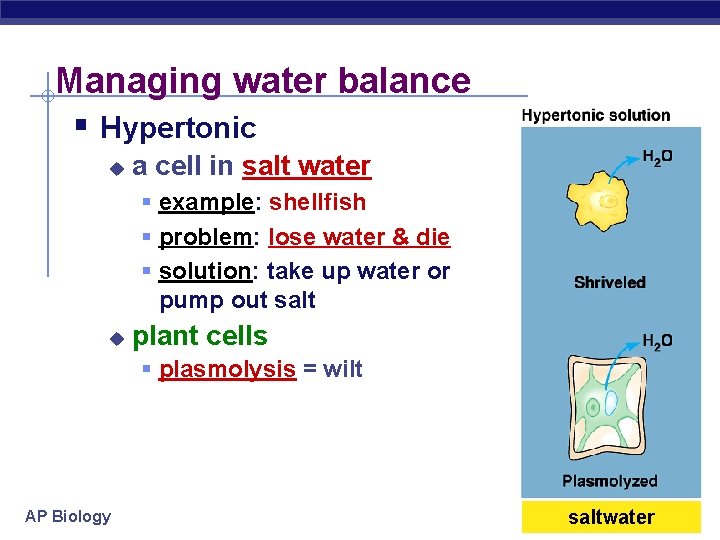 Managing water balance § Hypertonic u a cell in salt water § example: shellfish