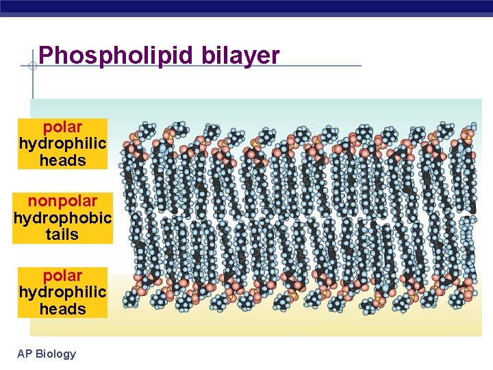 Phospholipid bilayer polar hydrophilic heads nonpolar hydrophobic tails polar hydrophilic heads AP Biology 