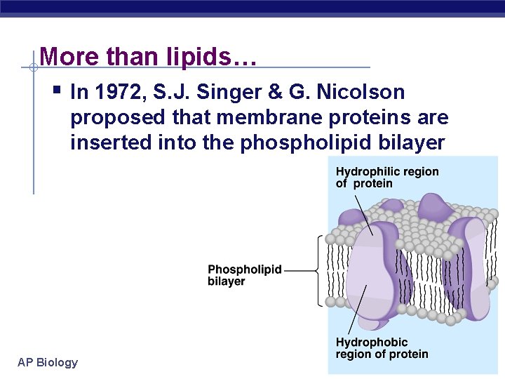 More than lipids… § In 1972, S. J. Singer & G. Nicolson proposed that