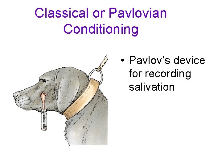 Classical or Pavlovian Conditioning • Pavlov’s device for recording salivation 