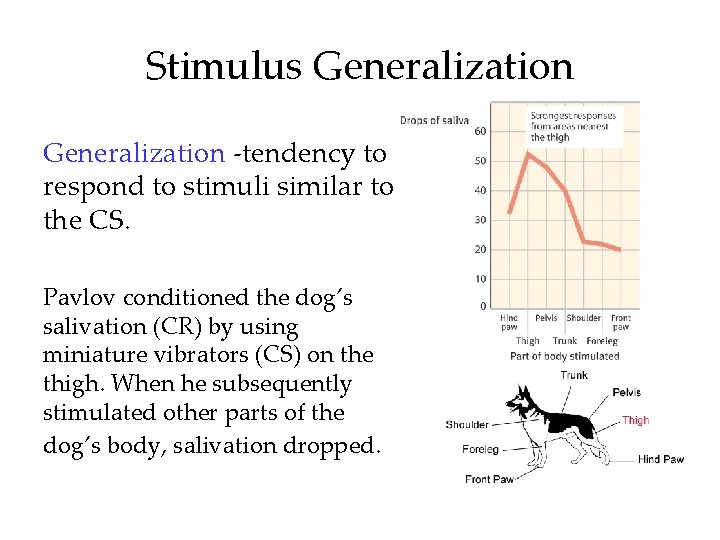 Stimulus Generalization -tendency to respond to stimuli similar to the CS. Pavlov conditioned the