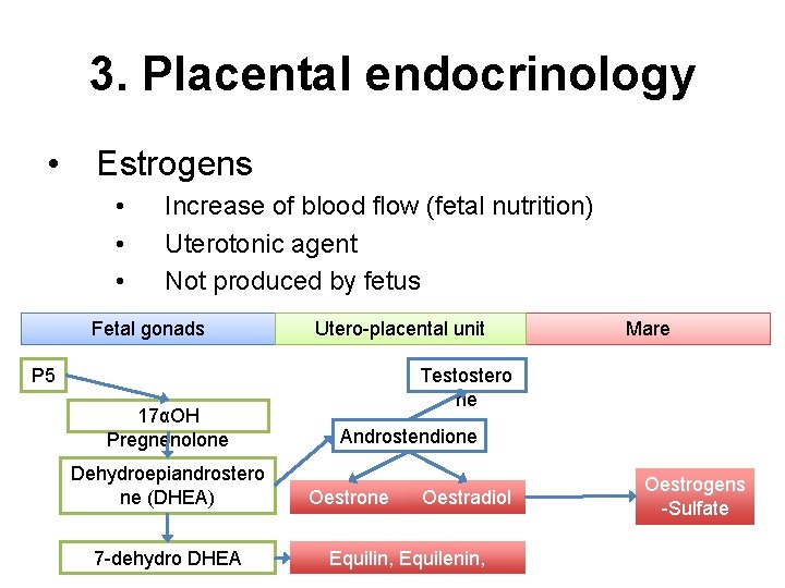 Equine Placental Physiology Jrme Ponthier Ulg Dvm M