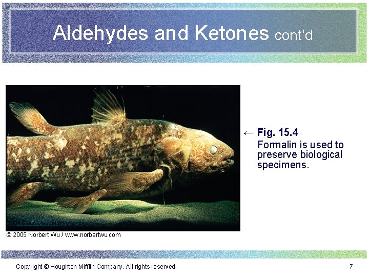 Aldehydes and Ketones cont’d ← Fig. 15. 4 Formalin is used to preserve biological